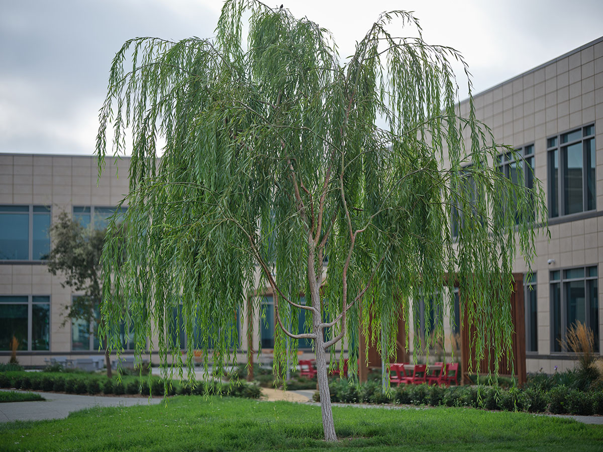 A willow tree outside Corsair HQ in Milpitas, CA