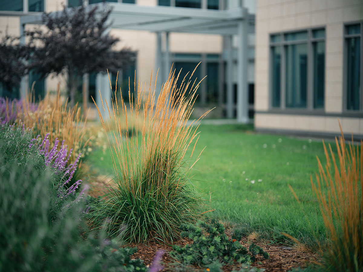 Grasses and wildflowers outside Corsair HQ in Milpitas, CA